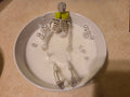 Bathing Skeleton – Lemon Sage